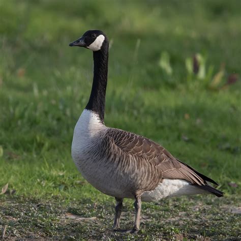 canadian goose